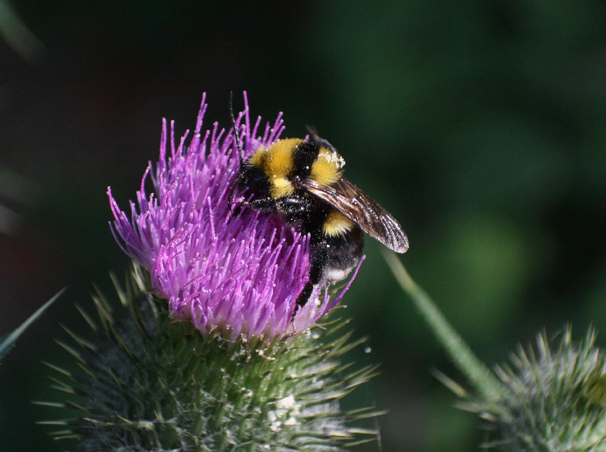 Bombus ruderatus ?